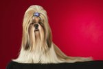 What Is the Difference Between Lhasa Apso & Shih Tzu Dog Breeds?