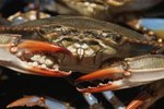 How to Raise Mud Crabs at Home