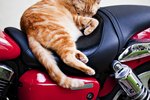 How to Keep Cats Off Motorcycle Seats