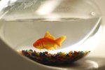 What Will Make a Goldfish Grow Faster?