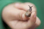 How to Make a Homemade Habitat for Baby Snails
