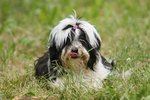 How to Control Grass Allergies in Dogs