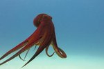 How Do Octopuses Attack?
