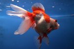 How to Care for Red & White Fantail Goldfish