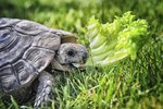 What Turtles Are Best for Pets?