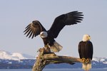 Difference Between Male & Female Bald Eagles