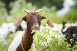 DIY Small Dairy Goat Barns