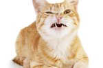 About Laser Cat Declawing