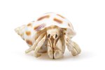 Can I Take a Hermit Crab on a Plane?