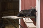 How to Treat Mastitis in a Goat