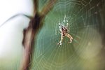 The Importance of Spiders to an Ecosystem