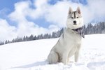 What Is the Difference Between Alaskan Malamutes & Siberian Huskies?