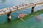 Homemade Aquatic Turtle Dock