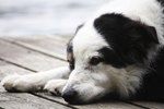 Why Is My Dog Coughing and Vomiting?
