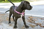 How to Teach a Puppy to Walk with a Leash