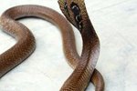Snakes in Nigeria