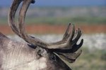 How to Distinguish a Female Caribou From a Male Caribou