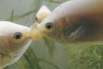 Kissing Gourami Fish Compatibility