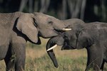 How Do Elephants Show Affection?