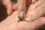 The World's Smallest Types of Crabs