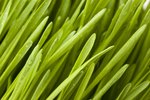 Does Wheatgrass Have Benefits for Dog Digestion?