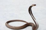 What Kind of Climate Do Cobras Live In?