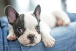 How Much Does the Average Puppy Cost Within the First Year?