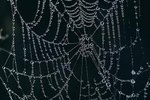 Facts About Orb Weaver Spiders