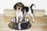 Signs & Symptoms of Bladder Cancer in Dogs
