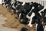 The Five Most Common Types of Cows