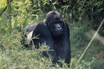 The Climate for Mountain Gorillas