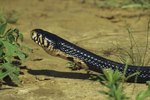 Venomous Snakes of Mozambique