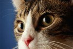 Why Cats' Eyes Get Big at Night