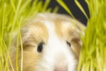Can Guinea Pigs Get Too Much Vitamins From Carrots?