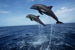 What Temperature of Water Do Dolphins Live In?
