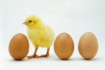 Can a Hen Lay an Egg Without a Male Rooster?