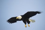How Does an Eagle Use Convection Currents?