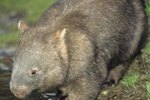 Common Wombat Mating Facts
