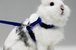 Homemade Rabbit Leash & Harness