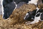 How to Tell When a Cow Will Calf