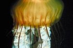 What Are the Fuzzy Things on a Jellyfish?