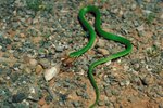 What Is the Difference Between a Rough Green & Smooth Green Snake?