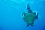 How Long Can a Turtle Submerge?