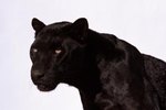 What do Black Panther Cats Eat?