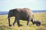 How Often Do Elephants Mate Per Year?