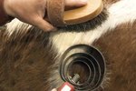 How to Disinfect Horse Combs and Brushes