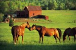 grass horses guinea colic pig horse bloat gas vs eat fresh cut popular mom animals
