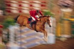 List of Olympic Horse Breeds
