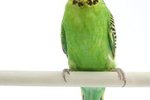 Information on Male and Female Differences in Parakeets