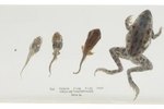 Sequence of a Frog's Growth